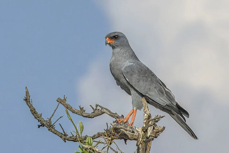 Dark chanting goshawk (Melierax metabates metabates), Serengeti National park, Tanzania