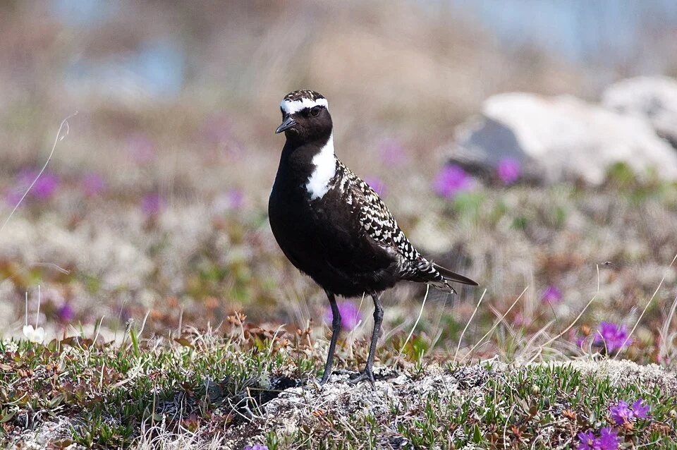 Churchill, Manitoba