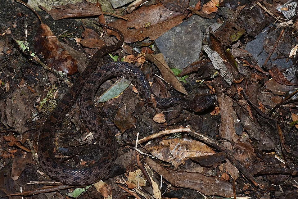 Taiwan mountain pitviper (Ovophis makazayazaya)