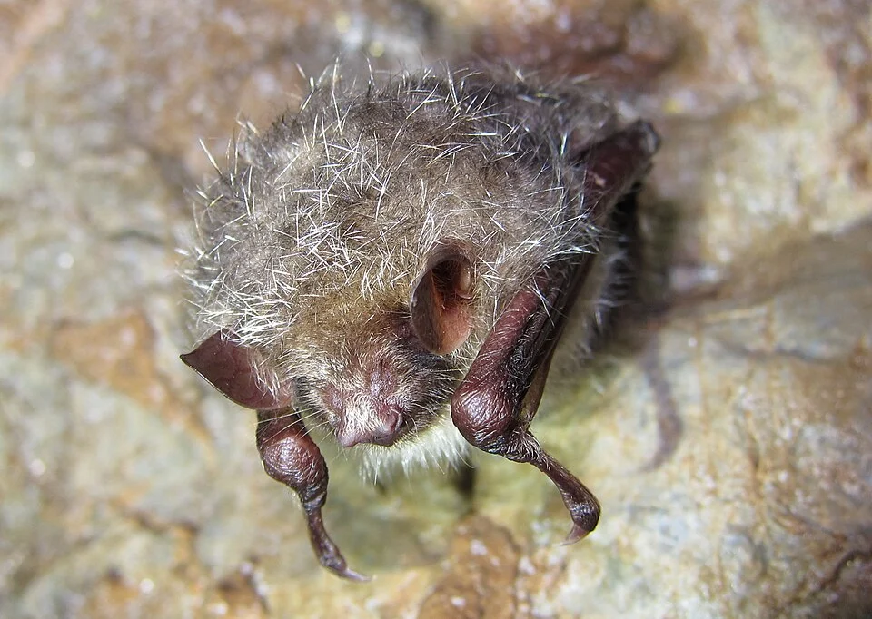 Tube-nosed bat, Murina hilgendorfi