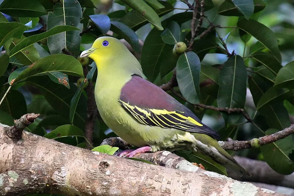 Pompadour Green Pigeon at Kaudulla National Park, Sri Lanka.