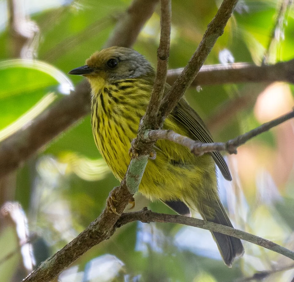 Zosterornis hypogrammicus, Palawan, PH, 2023-03-03 (iNaturalist).