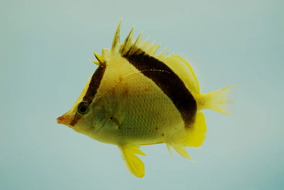 Bank butterflyfish (Prognathodes aya). Gulf of Mexico.
Credit: SEFSC Pascagoula Laboratory; Collection of Brandi Noble, NOAA/NMFS/SEFSC.