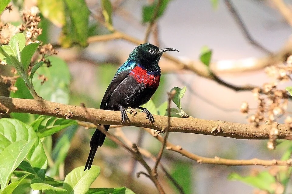 Red-chested sunbird (Cinnyris erythrocercus) male, Lake Bunyonyi, Uganda