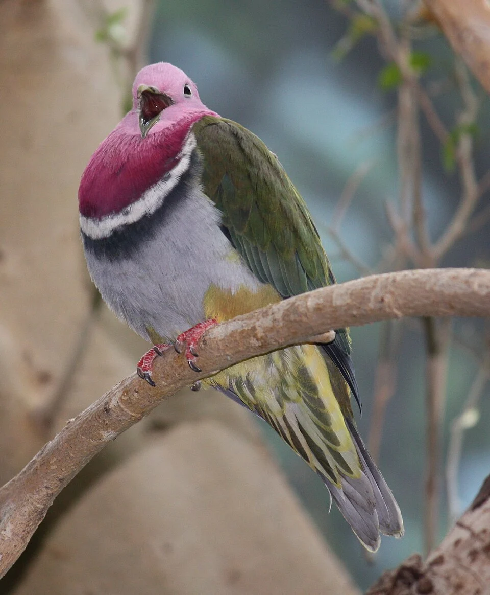 Pink-headed Fruit Dove Ptilinopus porphyreus at Louisville Zoo