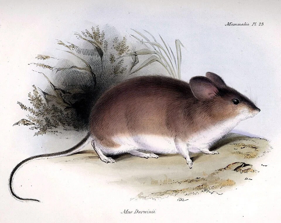 The Darwin's Leaf-eared Mouse (Phyllotis darwini) is a species of rodent in the Cricetidae family. It is found in Argentina, Bolivia, Chile, and Peru. Image from Plate XXIII. from George Robert Waterhouse Mammalia