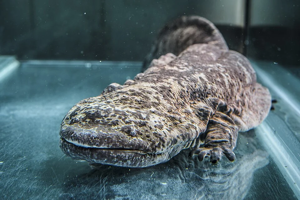 Chinese giant salamander in Prague Zoo