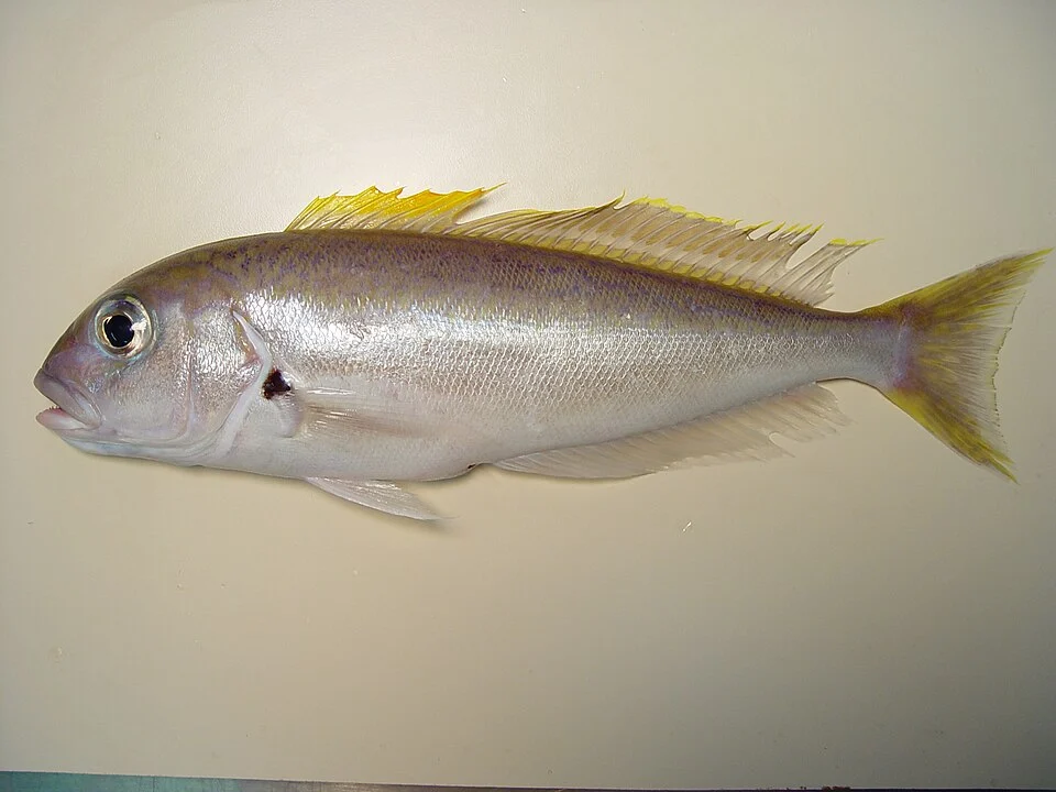 Blackline tilefish ( Caulolatilus cyanops ). Gulf of Mexico.