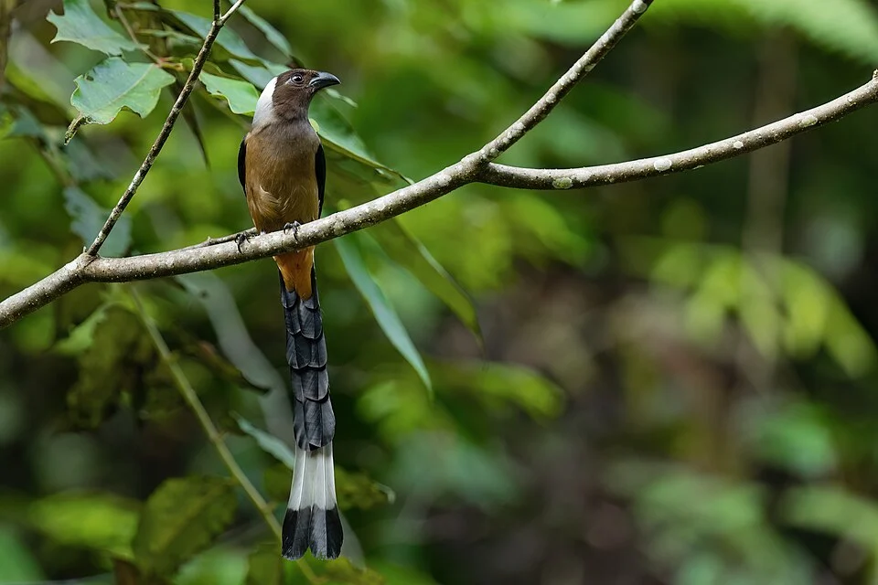 Sumatran Treepie