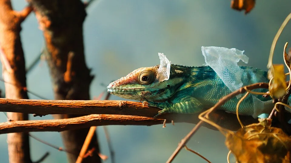 An Oriente Knight Anole, in the middle of a shed. This photograph was taken at Chicago's Lincoln Park Zoo.