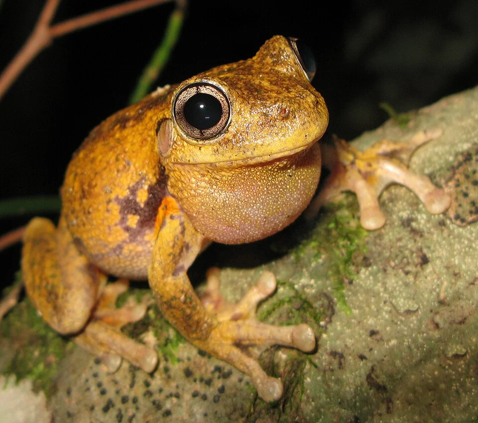 Peron's Tree Frog (Litoria peronii)