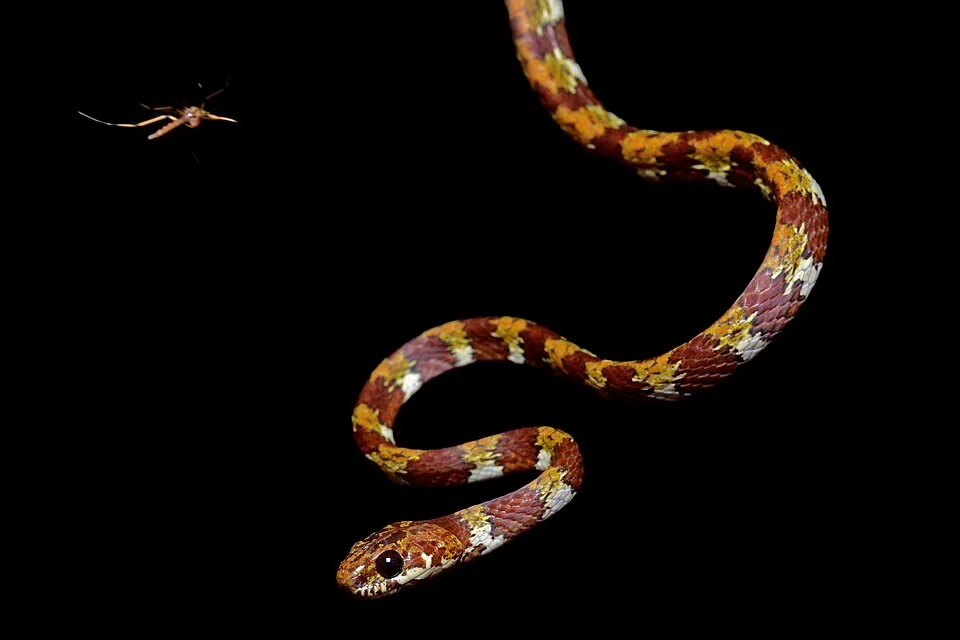 A Stejneger's snail-sucker (Sibon longifrenis) at La Selva Biological Station, Sarapiqui, Costa Rica.