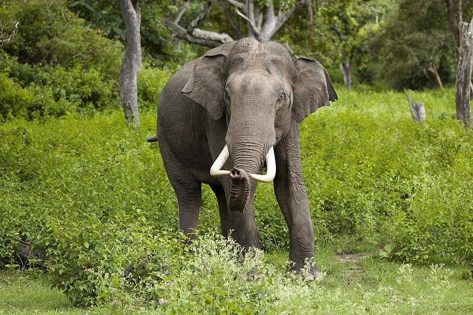 Indian elephant bull in musth in Bandipur National Park