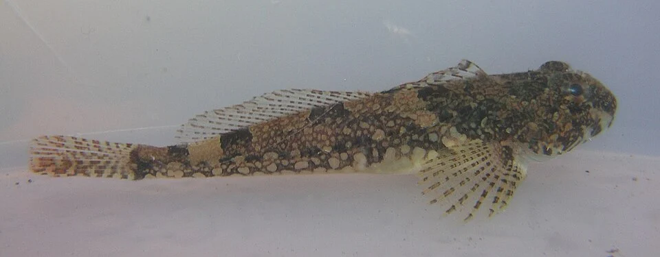 Juvenile of the species Artedius fenestralis (Padded sculpins).