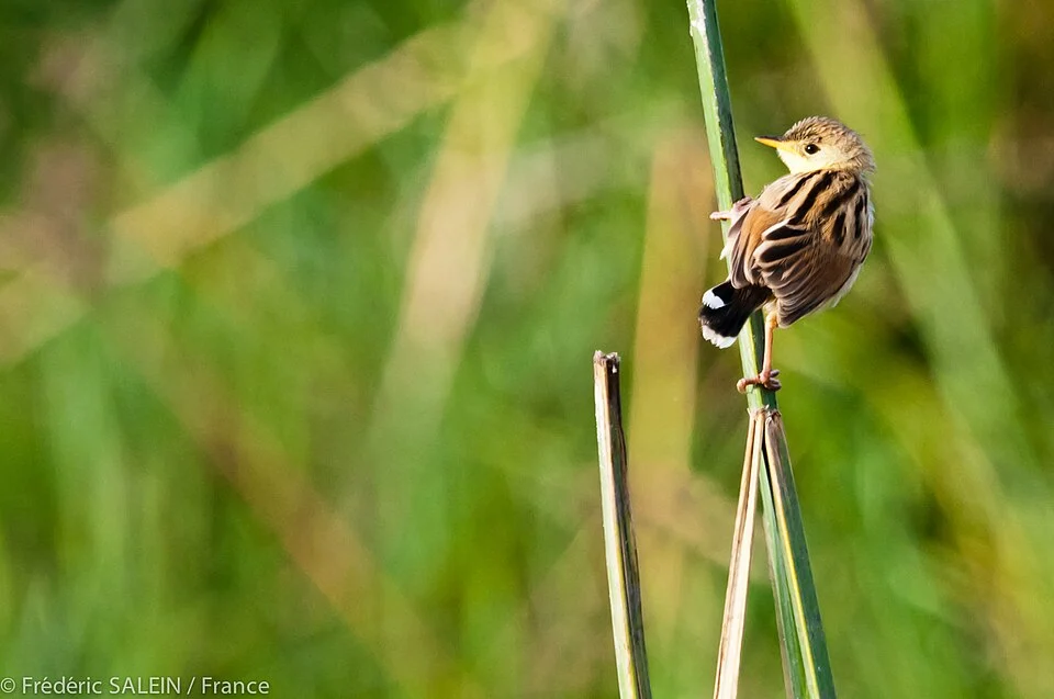Ashy Cisticola (Cisticola cinereolus)