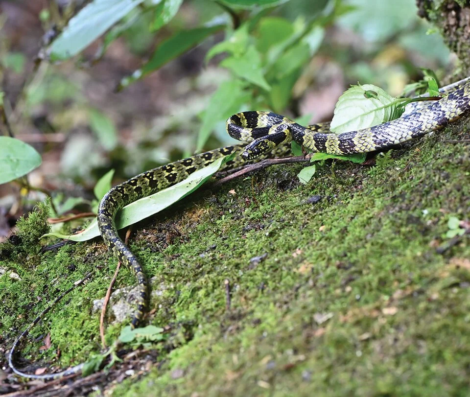General view of the Lycodon gammiei specimen (YBU 230088) in life and its microhabitat, a big tree trunk (by XQ Mi).