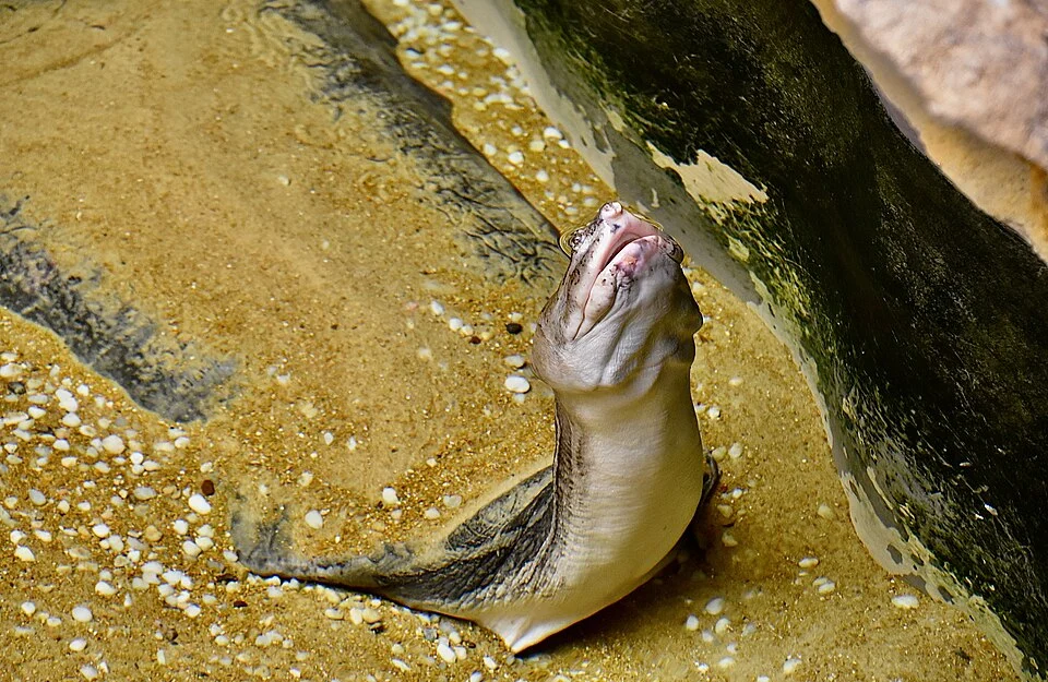 An Asian narrow-headed softshell turtle (Chitra chitra) at St. Louis Zoo.