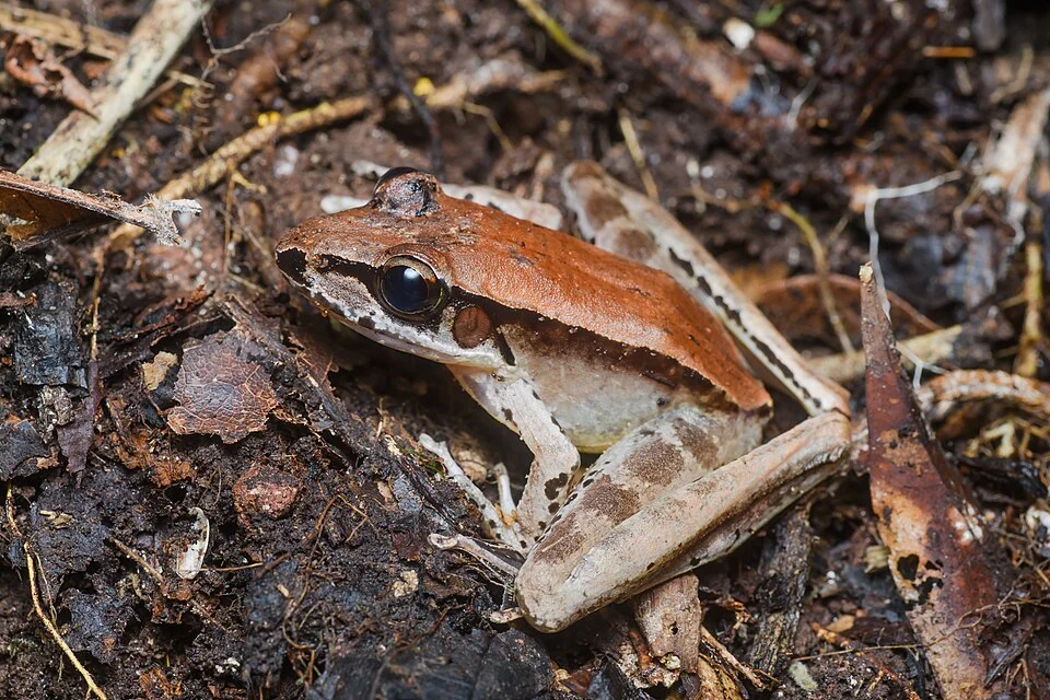 The specimen in this photo is the first record in Thailand in couple of decades.
This photo is published under Creative Commons Attribution-Share-Alike Licence, means you are free to use this photo with attribution under same licence. For credits, please use following;
Owner: Thai National Parks
Link: <a href="https://www.flickr.com/redirect?url=https://www.thainationalparks.com">www.thainationalparks.com</a>