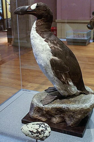 Great Auk (Pinguinis impennis) specimen (Bird no. 8, the Glasgow Auk) and replica egg, Kelvingrove, Glasgow. A lost part of the biogeography of Britain, and the only flightless bird that has bred in Europe in historical times. The last Great Auk in Britain was killed on Stac-an-Armin, St Kilda, in about 1840 and the last pair seen alive in the world was caught and throttled on the island of Eldey, Iceland, in 1844.
Proven breeding sites for the Great Auk are few: in Britain, St Kilda was the only certain site and much of our knowledge of the species in life comes from the description given by 