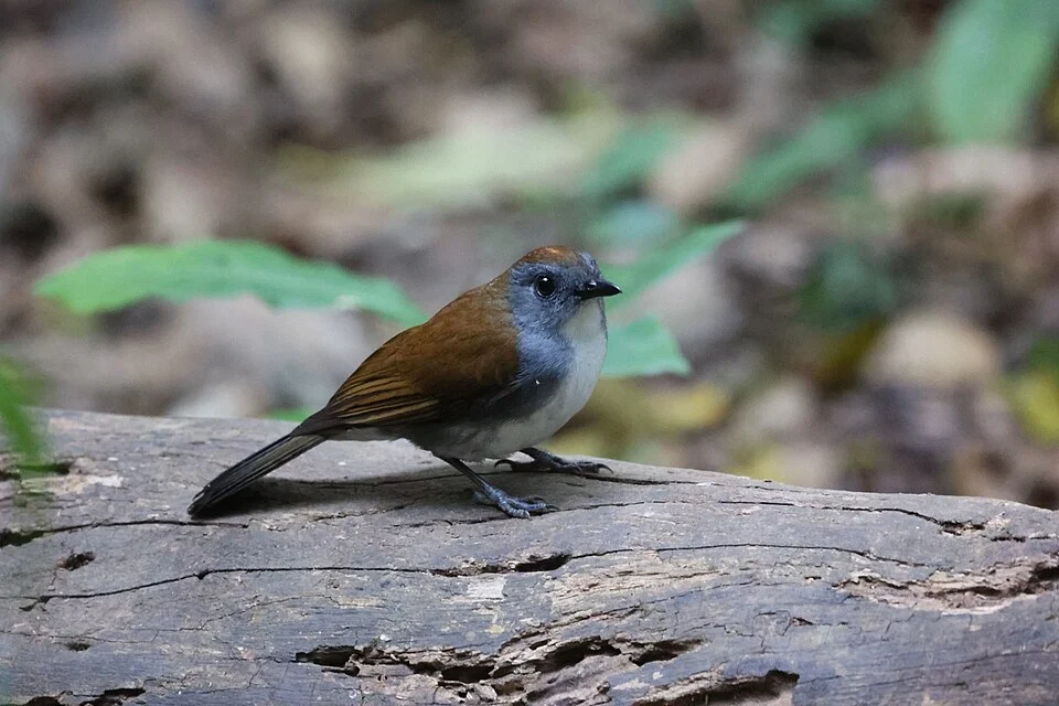 Alethe castanea woosnami in Uganda