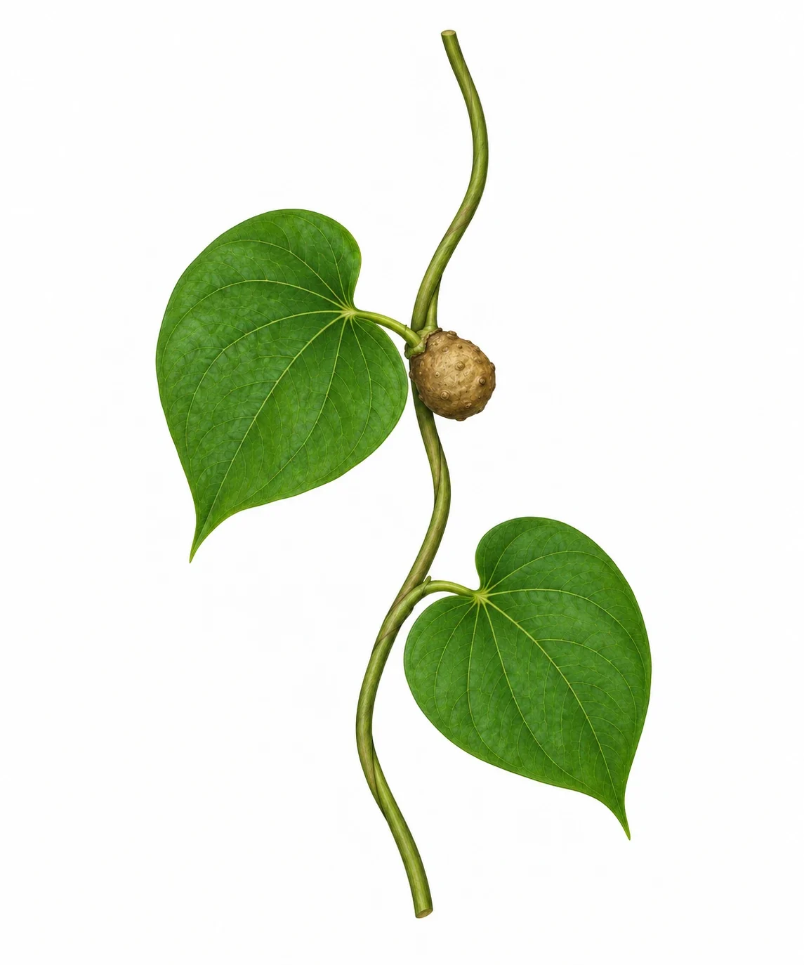 Modern AI interpretation of air potato vine.