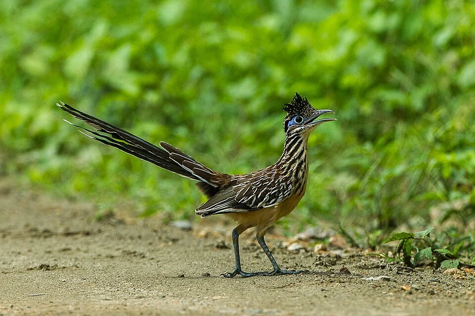 Lesser Roadrunner - Mexico_S4E1497