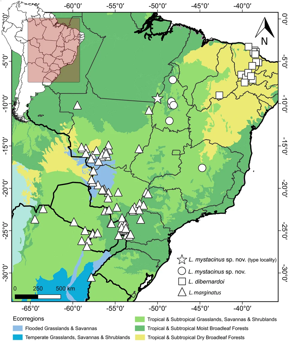 Geographic distribution of Leptophis mystacinus and related species.
Geographic distribution of Leptophis mystacinus, L. marginatus and L. dibernardoi mapped onto South American ecoregions. DJ Santana prepared the map using QGIS 3.8. Base maps were obtained from IBGE ([1]) and Ecoregions 2017 ([2]).