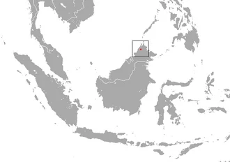 Black Shrew (Suncus ater) range; Borneo.