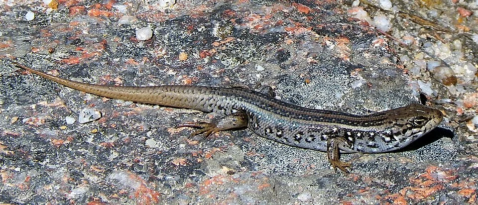 White's Skink, Freycinet peninsula, Tasmania.
Photographer : Liese Coulter on April 09 2010.