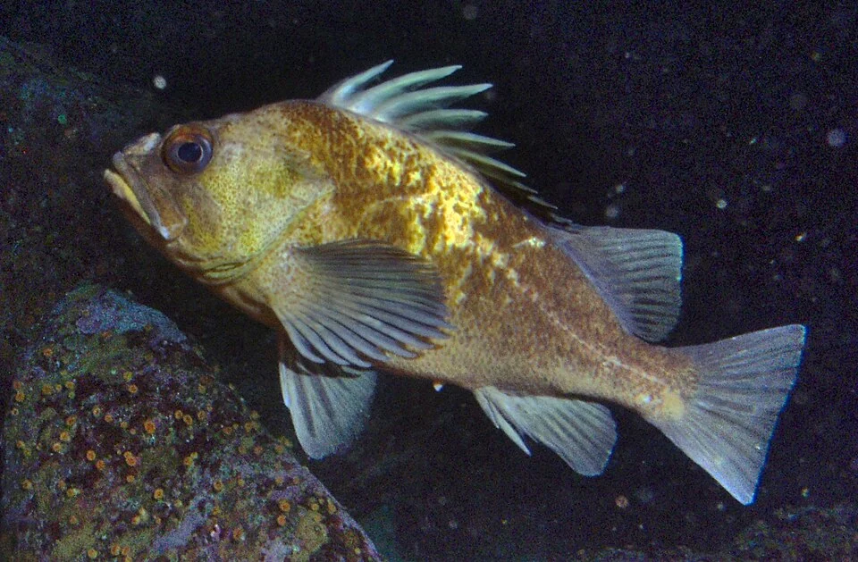 Quillback rockfish (Sebastes maliger) at 30 meters depth. California, Cordell Bank National Marine Sanctuary.