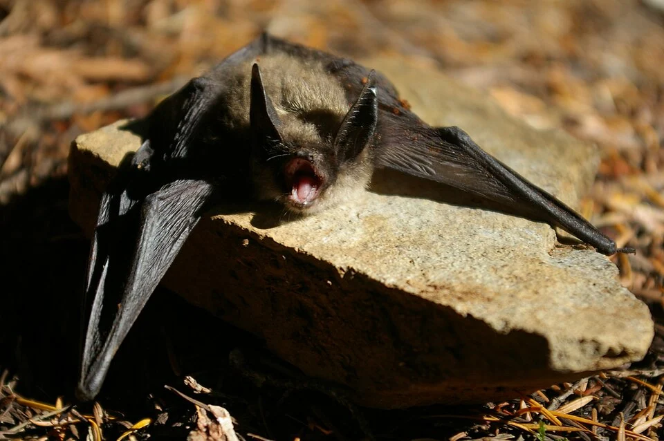 A picture of a Keen's Myotis bat published by Tim Gage on flickr. He says it was found dying on the side of a trail in British Columbia.