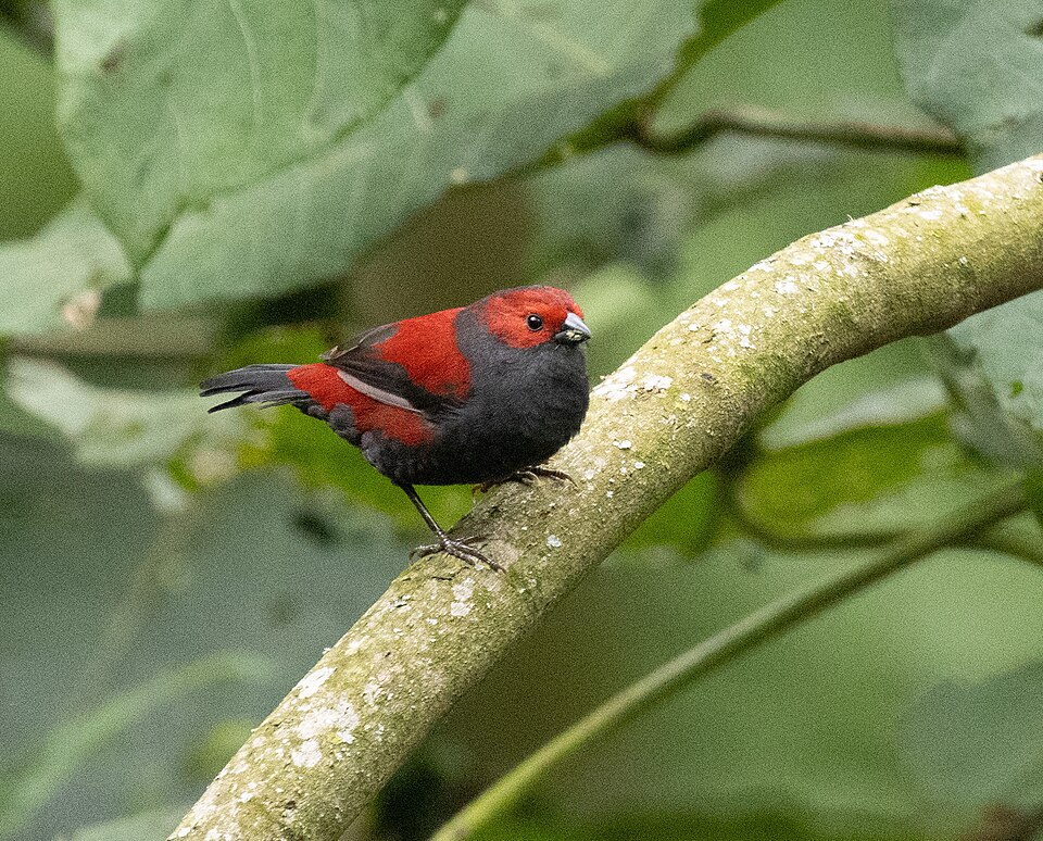 Cryptospiza jacksoni, Rubanda, Uganda, 2025-08-25 (iNaturalist).