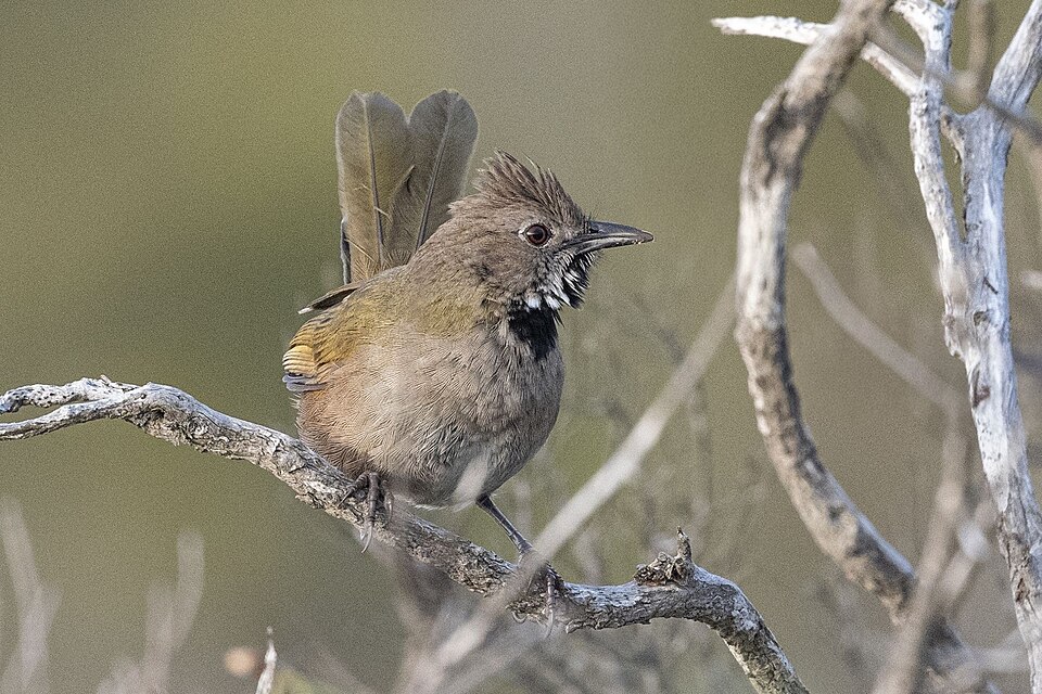 Western Whipbird (Psophodes nigrogularis) in Australia