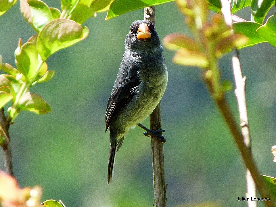Espiguero Grís
Manizales, Colombia.
Escuche el canto y vea el mapa de distribución de ésta especie en Xeno-Canto:
www.xeno-canto.org/XCspeciesprofiles.php?species_nr2=3251.00
Le recomiendo estas fotos de aves: picasaweb.google.com/aralcal
Fotografía espontánea y al natural.
Foto sin recortes, ni post-procesos.