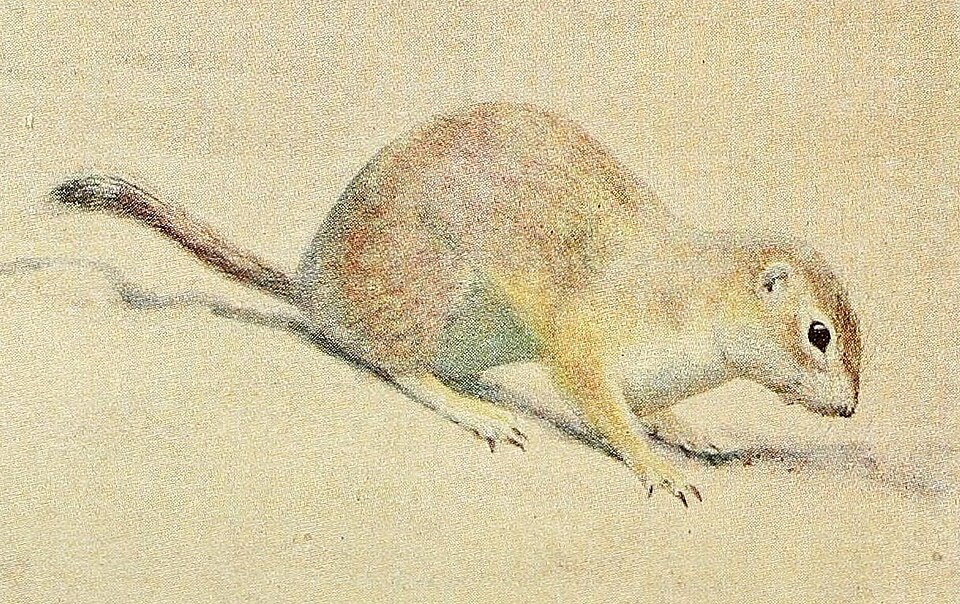 Mohave Ground Squirrel (Spermophilus mohavensis)