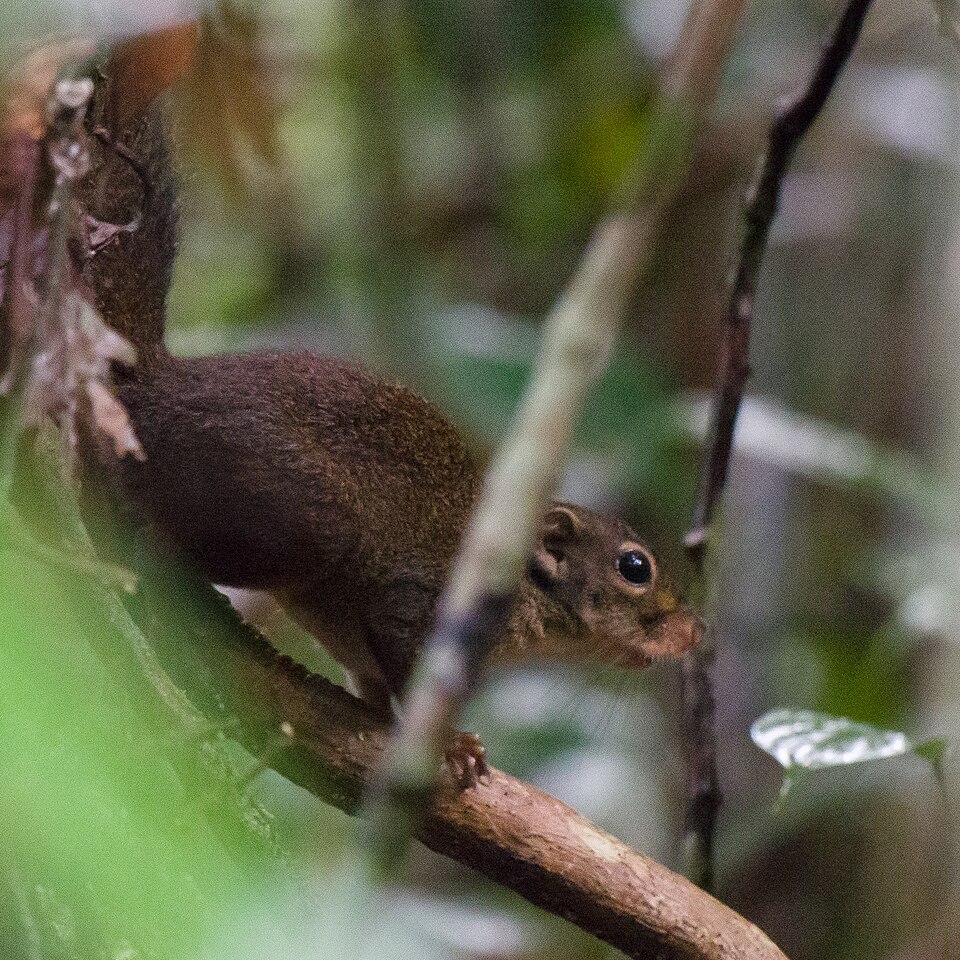 Low's Squirrel