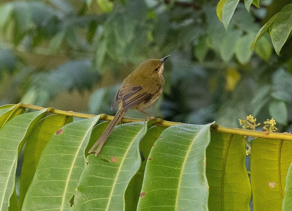 Urolais epichlorus, Buea, Cameroon, 2026-03-27 (iNaturalist).